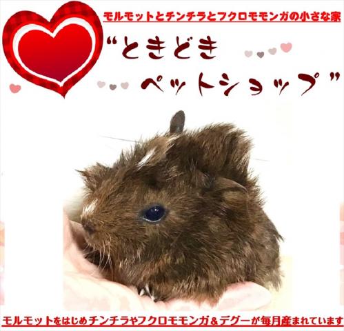 🐹アビシニアンモルモット