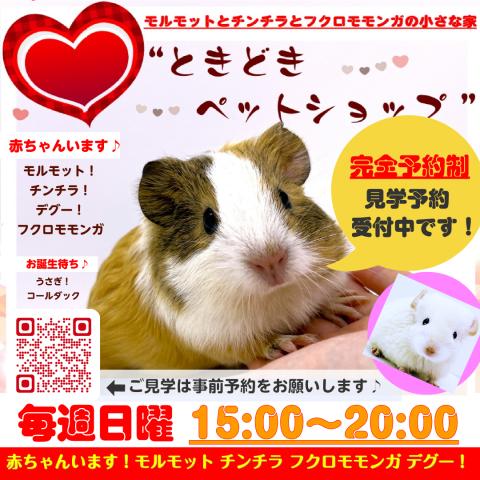 モルモット販売｜モルモットとチンチラとフクロモモンガの小さな家 - ときどきペットショップ