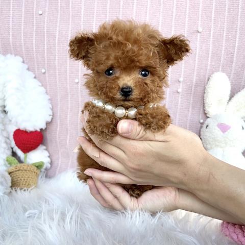 トイプードル(ティーカップ予想)