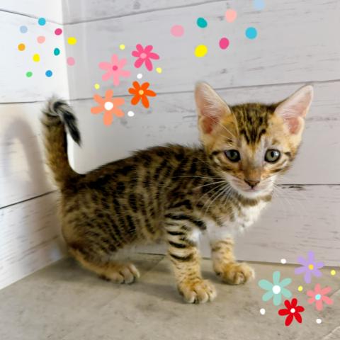 ベンガル