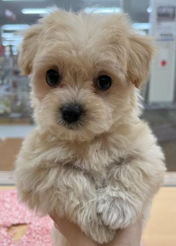 MIX犬（父：マルチーズ×母：プードル×ポメラニアン）