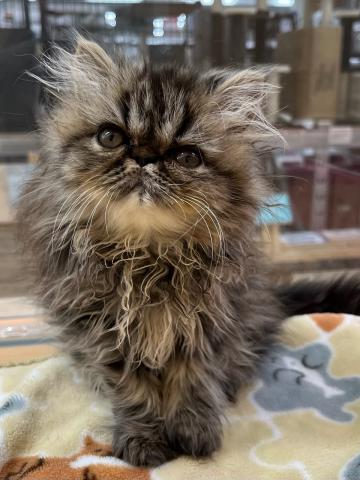 エキゾチックロングヘアー