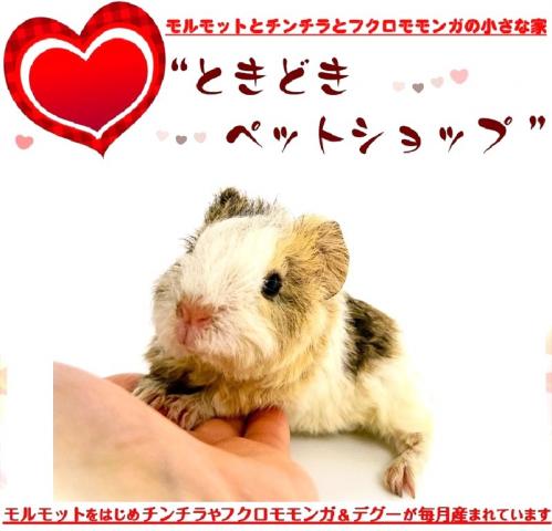 🐹テディモルモット