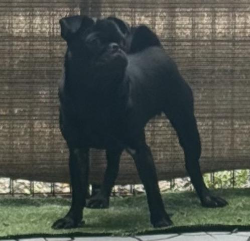 パグ