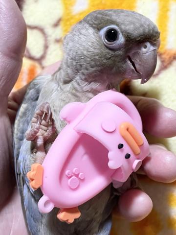 ー品販売 すてぱん様オーダーページ 猫 ウロコインコ（セキセイ