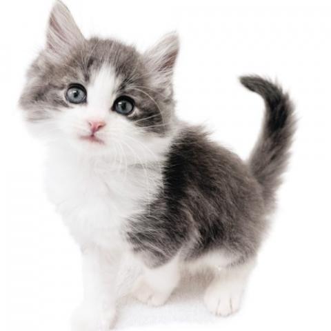 ノルウェージャンフォレストキャット