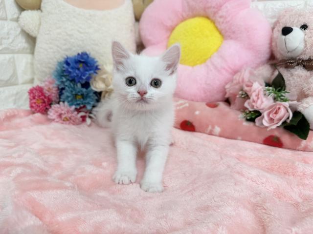 スコティッシュフォールド