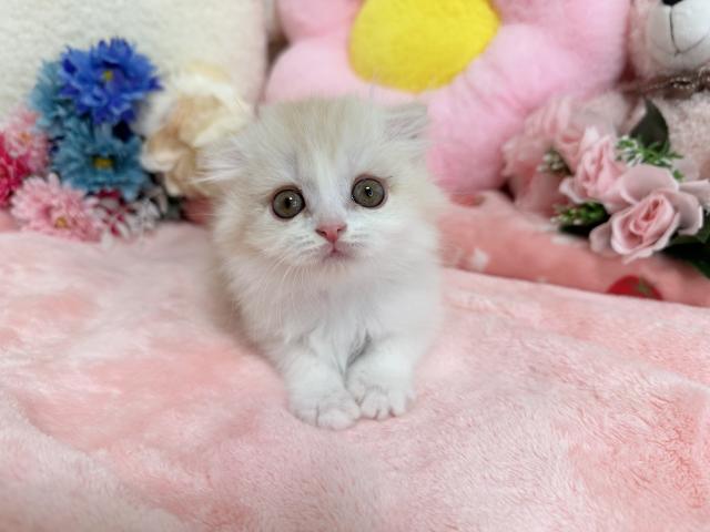 スコティッシュフォールド