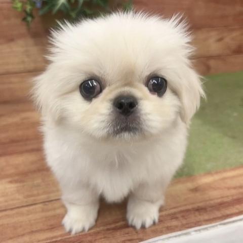 ペキニーズ