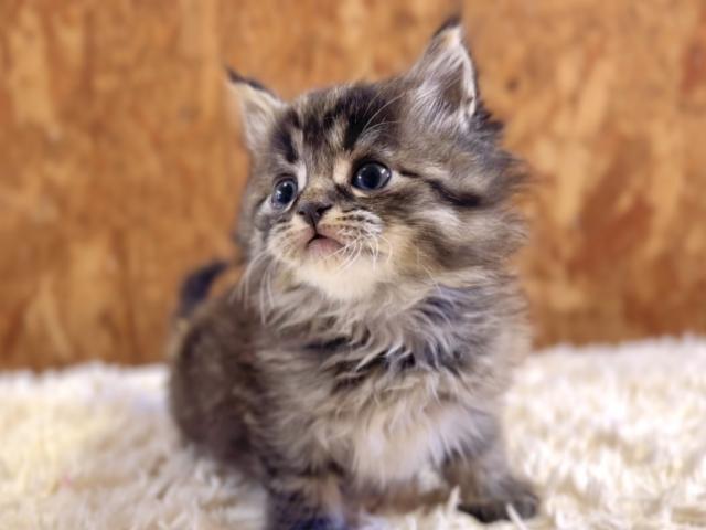 お出掛けお風呂OK☆話題の神メソッド猫☆東京仙台大阪福岡でお引き渡し可