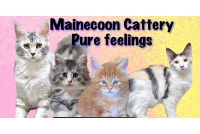 Cattery Pure Feelings
