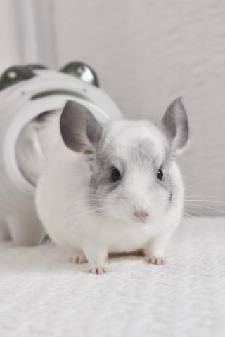 チンチラ