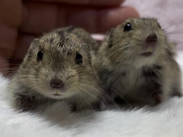 ステップレミング