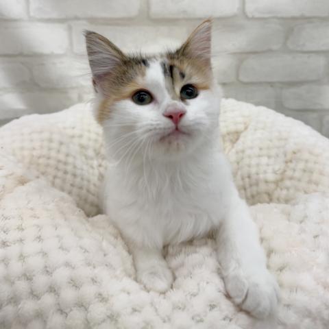 ノルウェージャンフォレストキャット