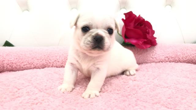 ミックス（フレンチブルドッグ×ペキニーズ）