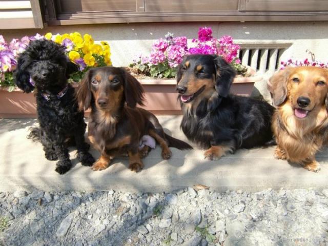 犬屋デンゴ