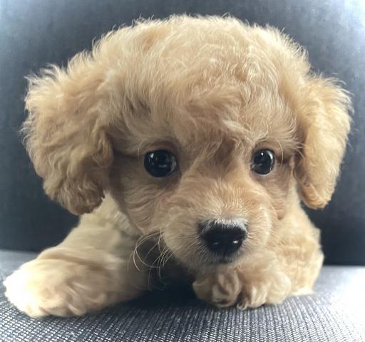 MIXチワプーmix犬✨コミコミ7万円❗️本日限定のサプライズ特価✨マナートレーニング済みの賢い子✨