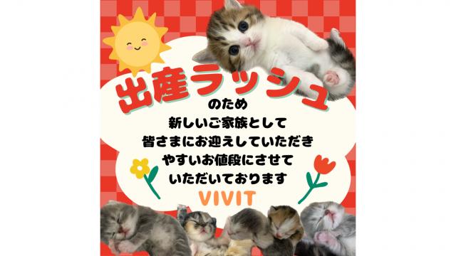 キャッテリーＶＩＶＩＴ