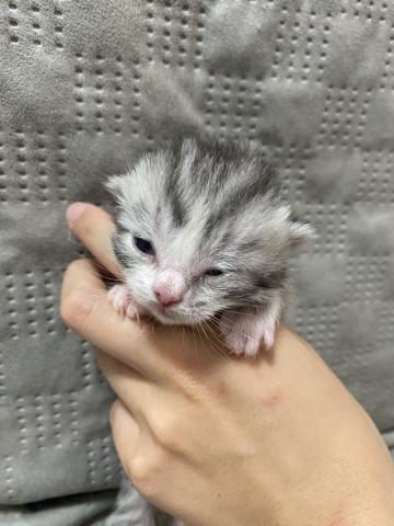 スコティッシュフォールド