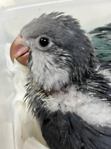 オキナインコ