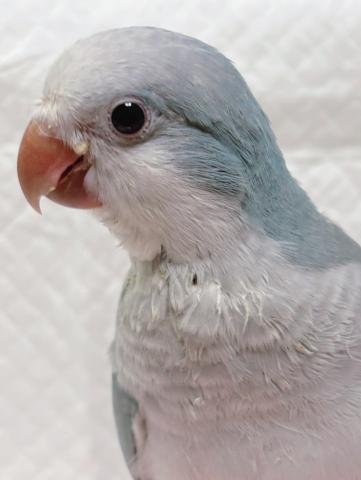 オキナインコ