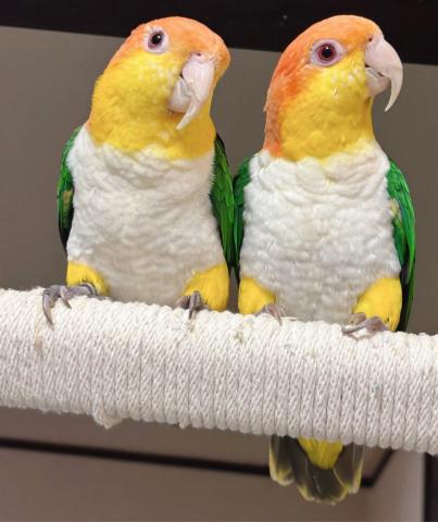 シロハラインコ