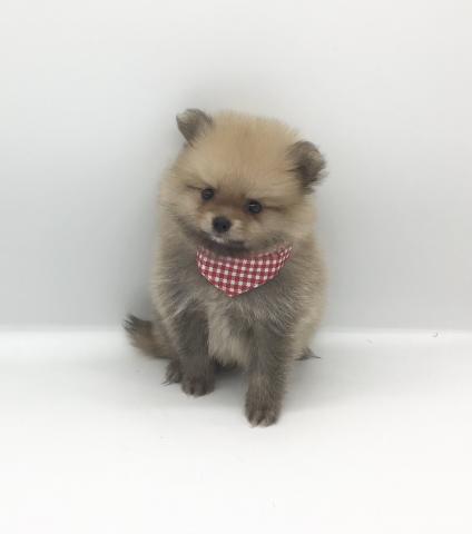 ポメラニアン