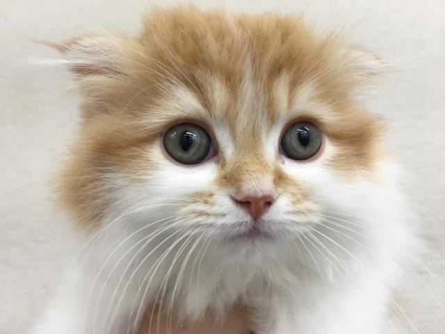 ころころスコちゃん！