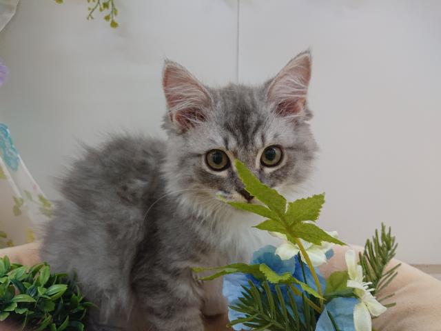 ノルウェージャンフォレストキャット
