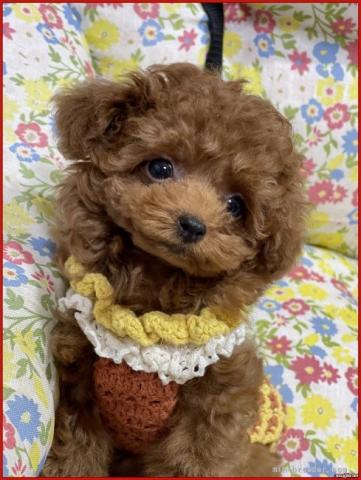 DOG HOUSE アクア
