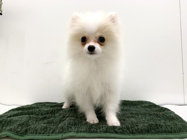 ポメラニアン
