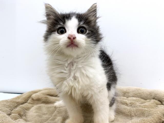 ノルウェージャンフォレストキャット