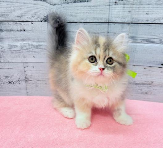 スコティッシュフォールド