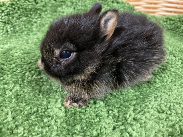 ネザーランドドワーフ