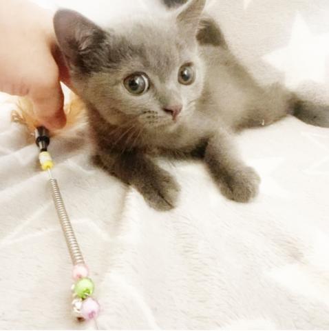 ブリティッシュショートヘア💕総額10万円