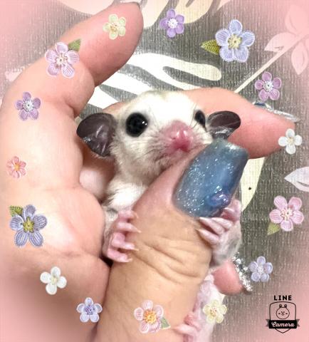 プラチナの可愛い男の子💙