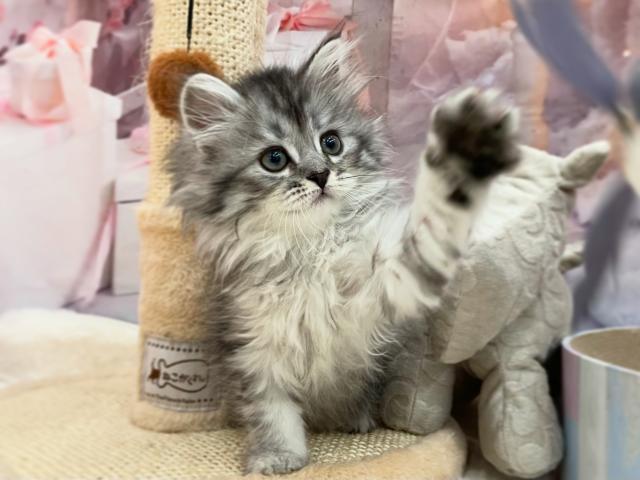 サイベリアン♡グラッド