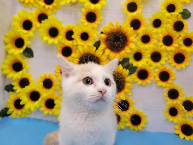 マンチカン