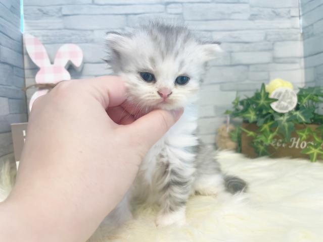 ミヌエット（旧ナポレオン）
