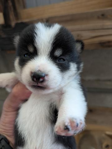 柴犬豆柴