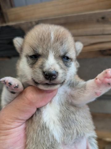 柴犬豆柴