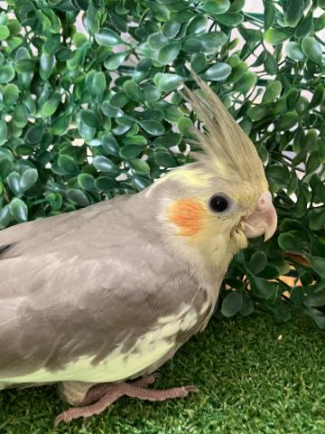 オカメインコシナモン