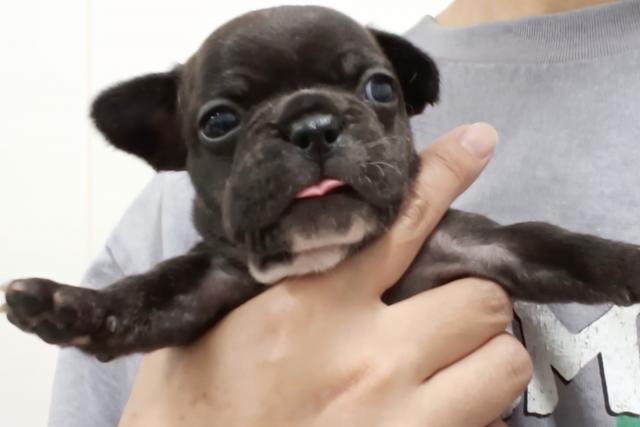 フレンチブルドッグ