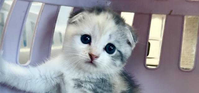 とても可愛いスコティッシュの三毛猫ちゃん🩷