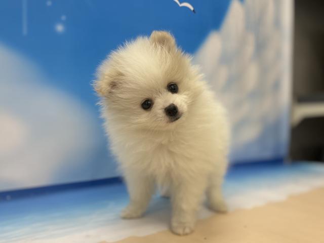 ポメラニアン