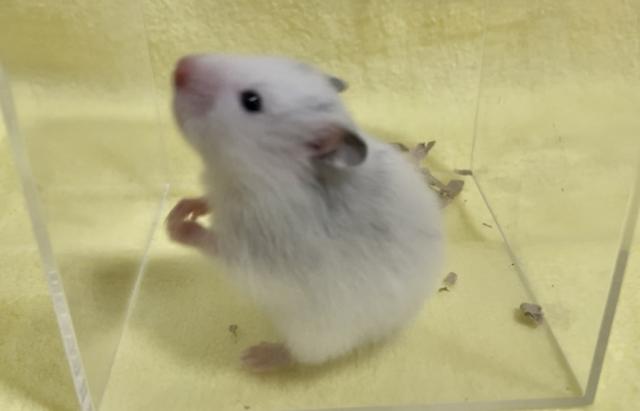 ゴールデンハムスター