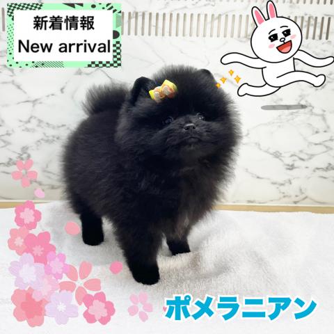 ポメラニアン