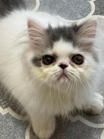 エキゾチックショートヘアーロングヘア