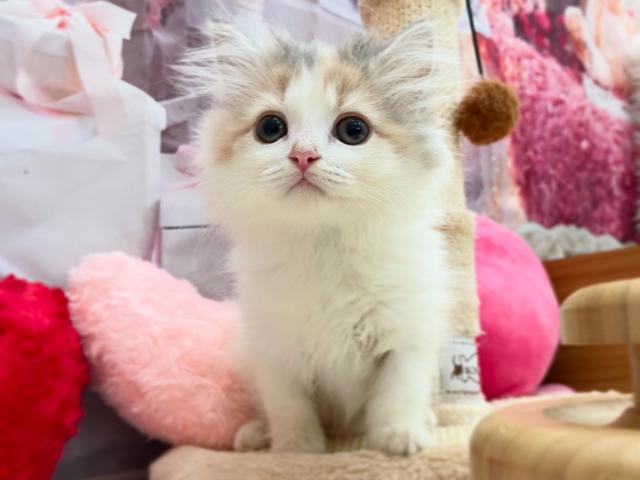 サイベリアン🌹ニコール