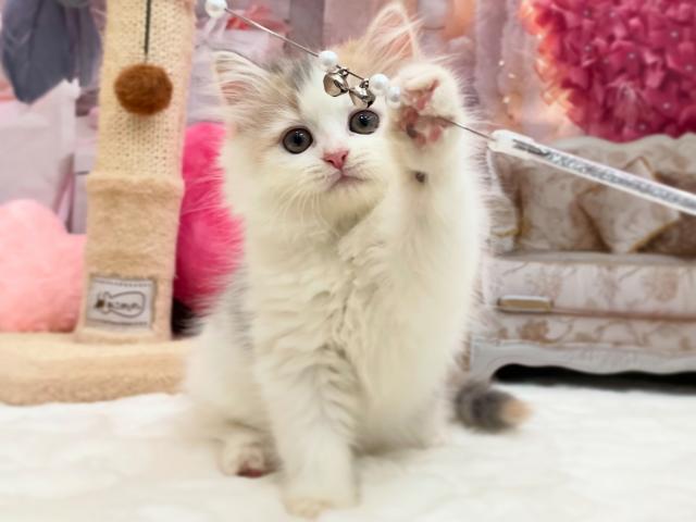 サイベリアン🌹ロゼ